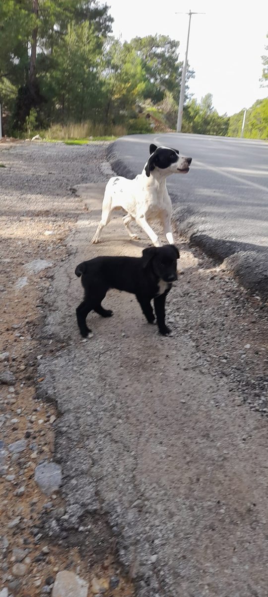 Charlie als freier Hund in den Bergen