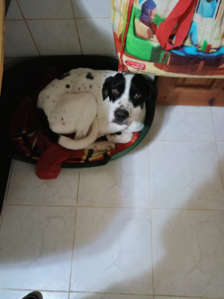 Charlie erholt sich in der Hundepension