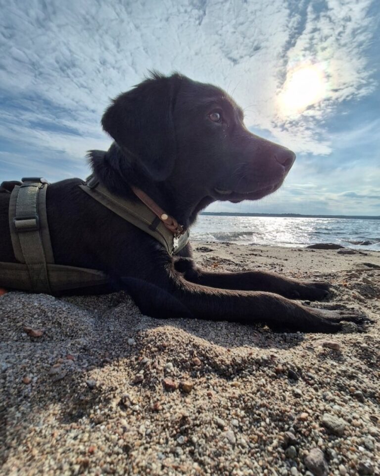 Cooper am Meer
