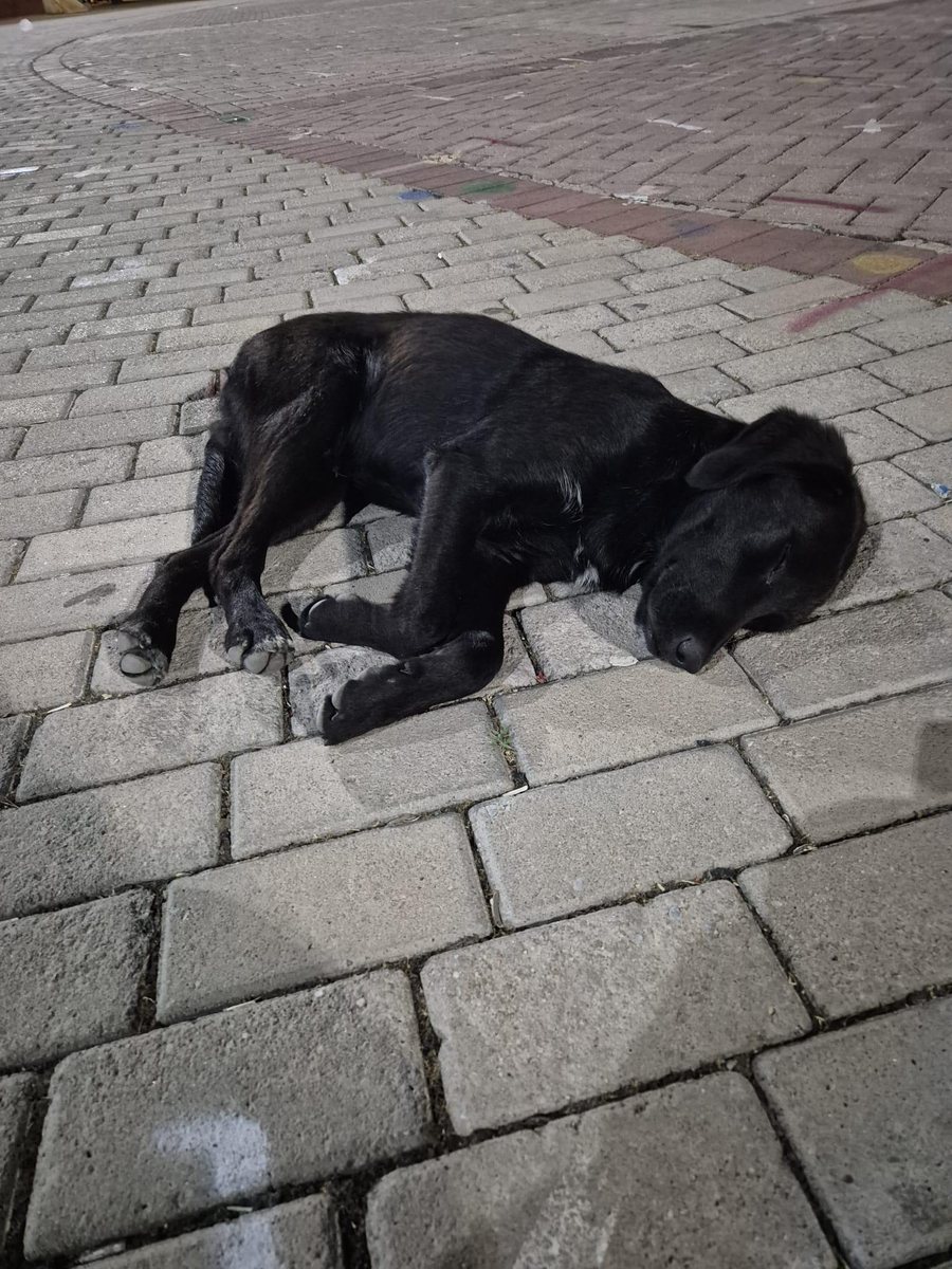 Cooper schlafend auf der Straße in der Türkei