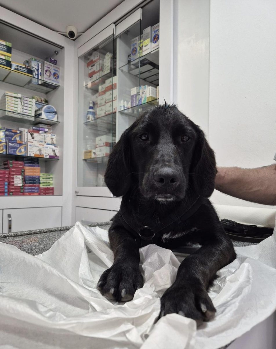 Cooper beim Tierarzt