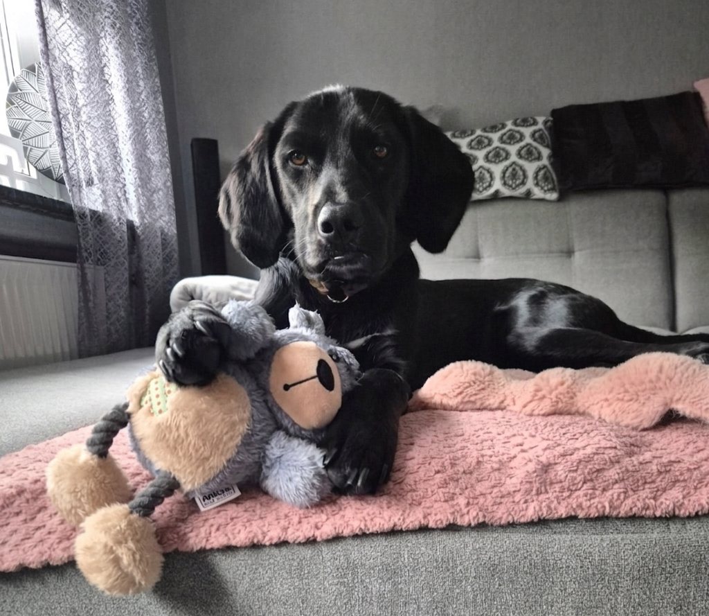 Cooper mit seinem eigenen Spielzeug zu Hause