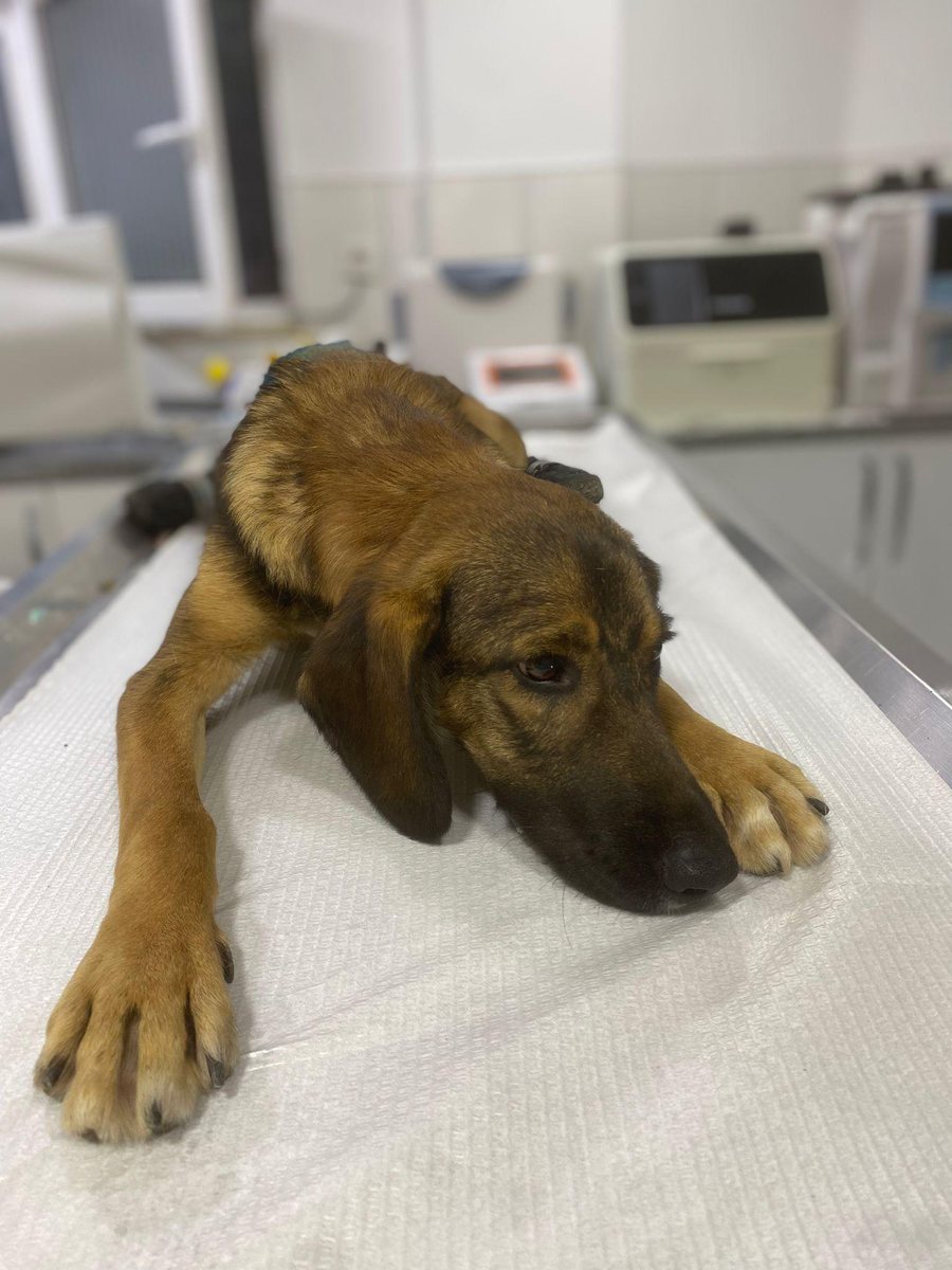 Petrol bei Tierarzt Ali Kurnaz in Antalya