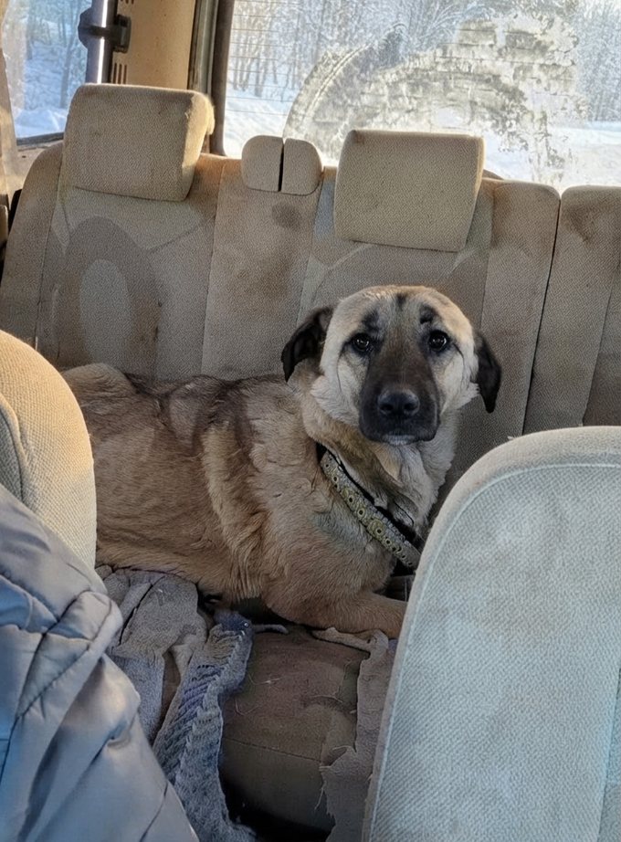 Hündin Rukiye unterwegs mit Orhan zum Tierarzt