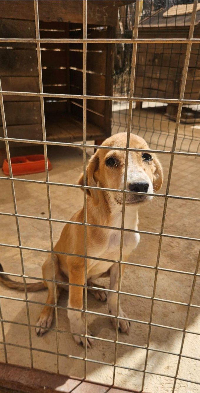 Junger Hund hinter dem Gitter seines Zwingers im Tierheim Kuhayder, Antalya