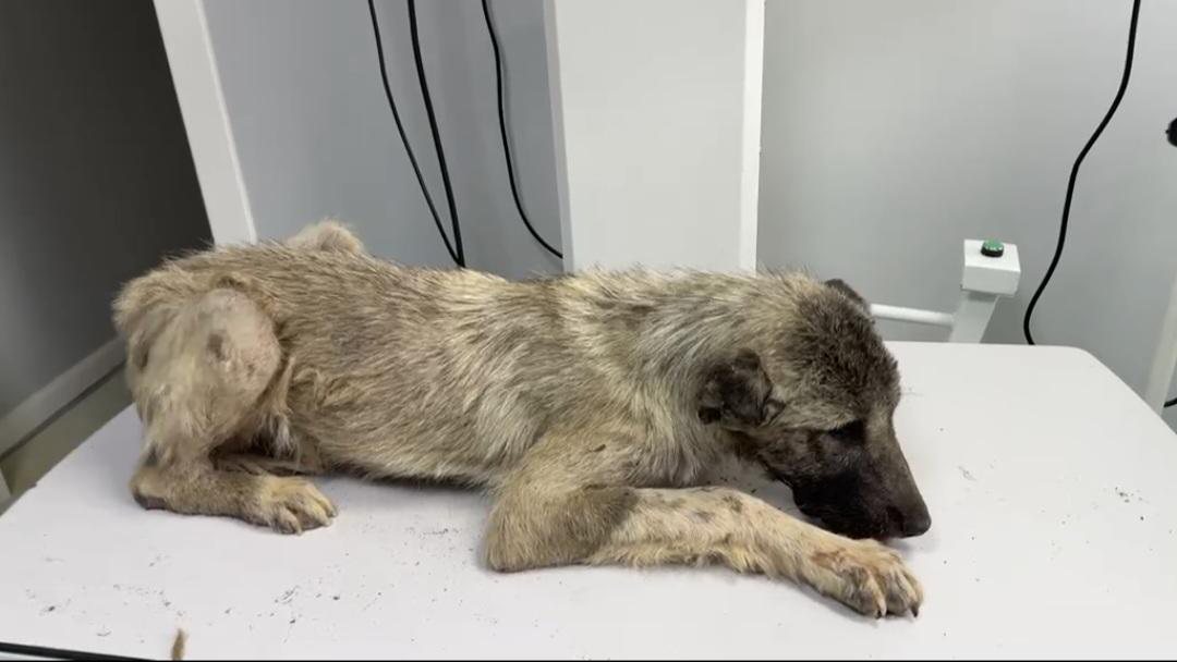 Neo bei Tierarzt Ali Kurnaz in Antalya